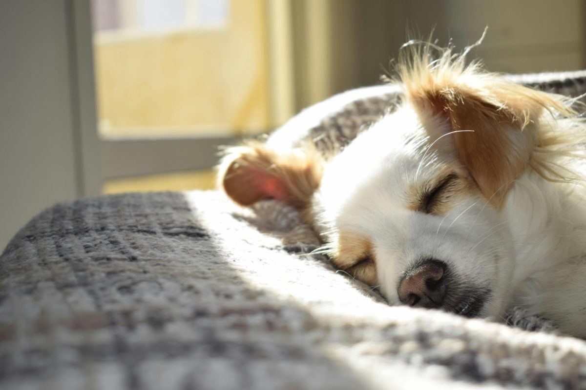 Surviving Daylight Savings Time
